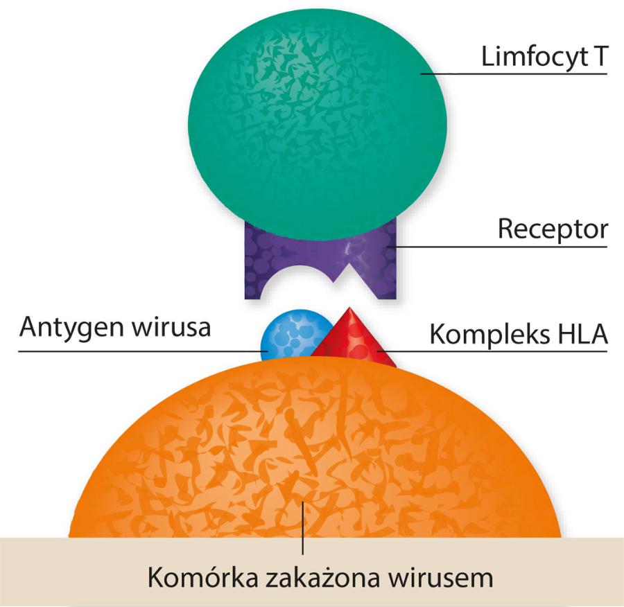 Fragmenty białek i cukrów, czyli antygeny, są prezentowane przez kompleks HLA na powierzchni komórek. Limfocyty T ignorują swoje antygeny, a rozpoznają obce.