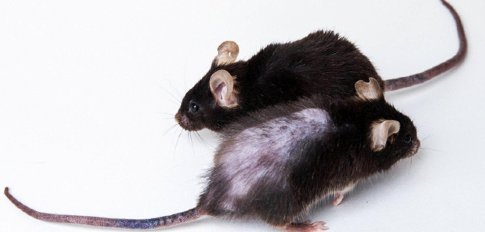 Myszy w wieku 31 miesięcy (co odpowiada mniej więcej 90 latom u myszy). Pierwsza nie otrzymywała leków senolitycznych.
