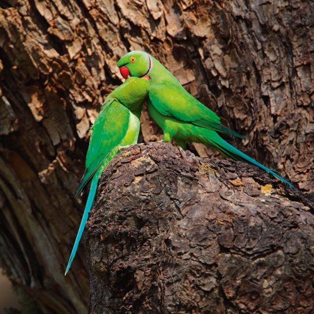 Para aleksandrett obrożnych czyszcząca wzajemnie swoje pióra.