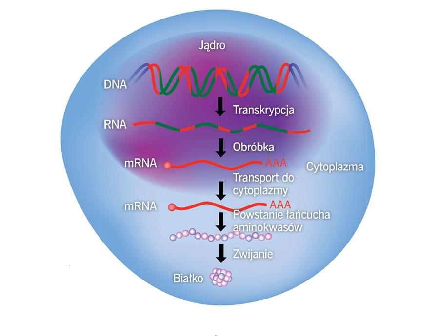 Powstawanie białek na podstawie kodu DNA.