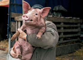 Wykrycie wirusa choćby tylko u jednej świni oznacza konieczność zabicia ich wszystkich w gospodarstwie.