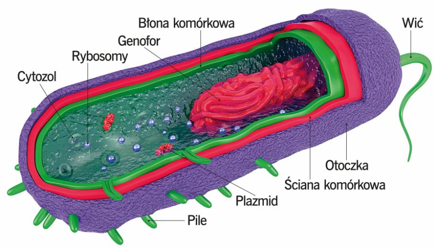 Budowa komórki bakteryjnej.