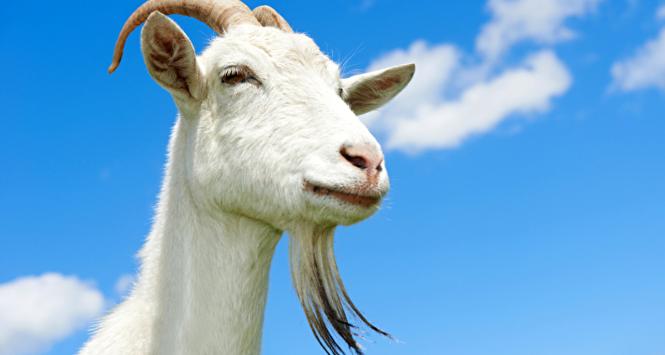 Doktor cap chciał leczyć kozłoterapią