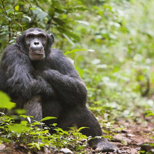 Szympans zwyczajny, najbliżej spokrewniony z człowiekiem hominid, symbol „ludzkich” zachowań w świecie dzikiej przyrody.