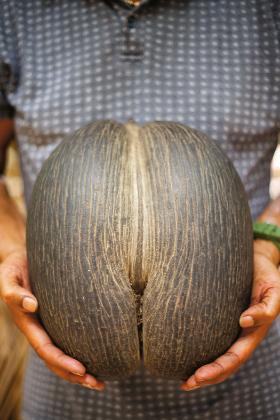 Kokos morski Coco de Mer
