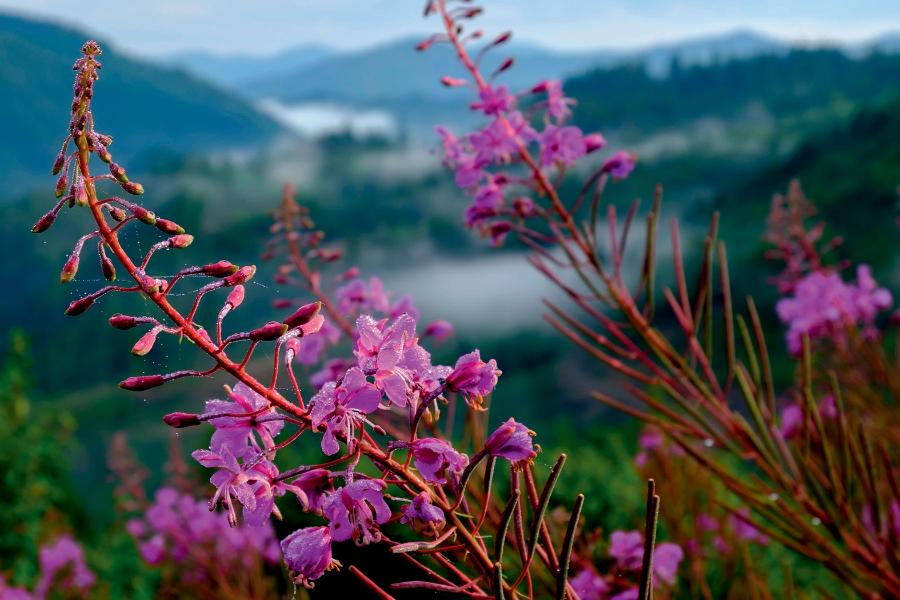 Lekkie ­nasiona ­wierzbówki kiprzycy są doskonale przystosowane do kiełkowania na pogorzeliskach.
