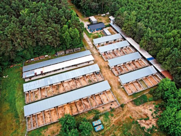 Schronisko w Sobolewie. W szczytowym momencie jego właściciel trzymał tu 350 psów – w koszmarnych warunkach, bez opieki weterynaryjnej.