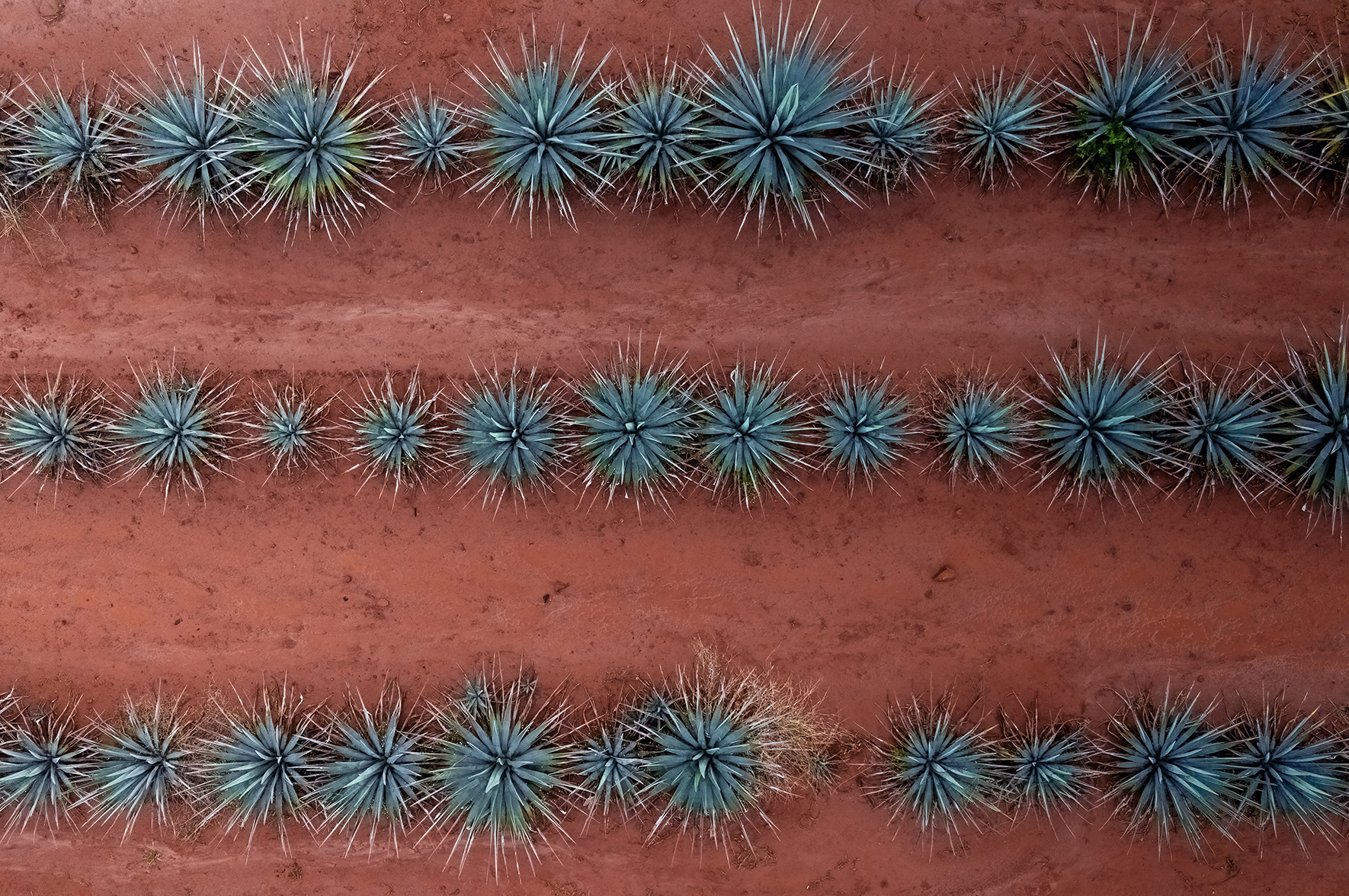 Tysiącletnie mikroby: zapis codzienności człowieka z Zimapán