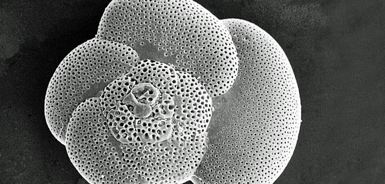 Otwornica planktonowa (skanignowa mikroskopia elektronowa).