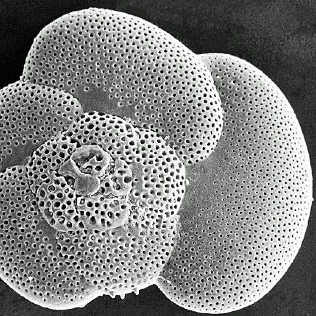 Otwornica planktonowa (skanignowa mikroskopia elektronowa).