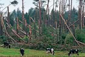 Tylko nadleśnictwo Lipusz będzie potrzebowało 100 mln sadzonek. Tyle w szkółkach leśnych regionu produkowano przez 10–20 lat.