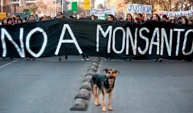 Marsz przeciw Monsanto w chilijskim Santiago