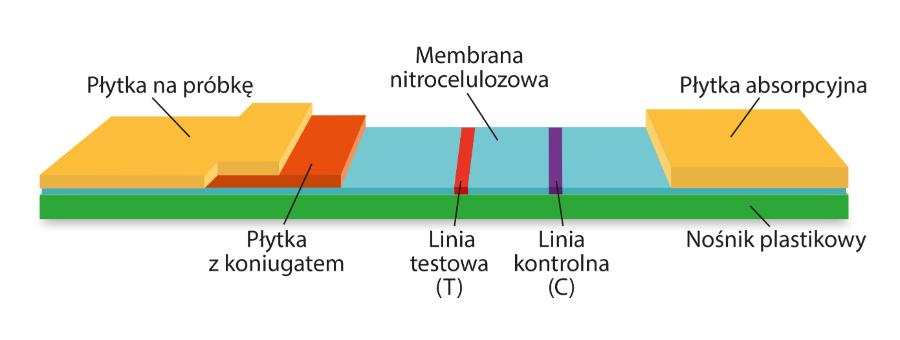 Schemat ­budowy ­testu immuno­chromato­graficznego.