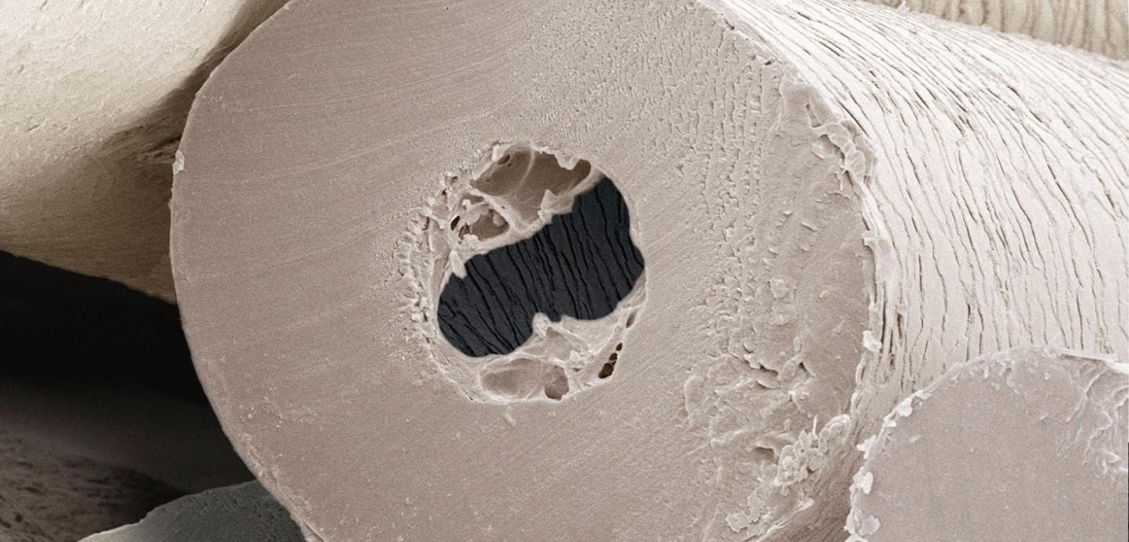 Włosy niedźwiedzia polarnego powiększone w skaningowym mikroskopie elektronowym.