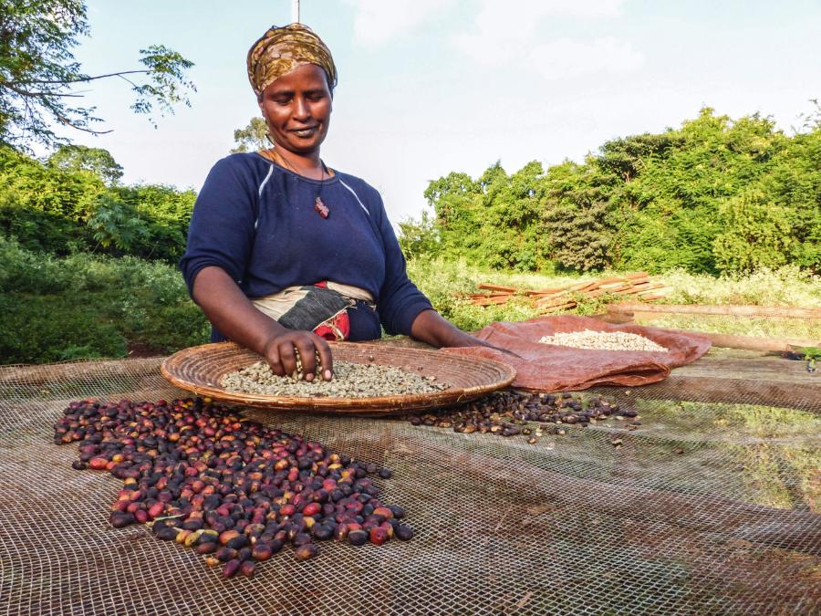Suszenie świeżych owoców kawowca na wolnym powietrzu (Etiopia).