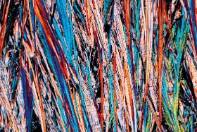 Włókna cholesterolowe po krystalizacji.