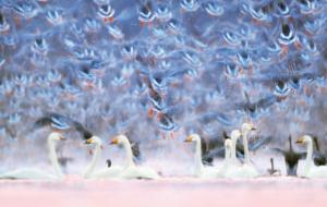 Łabędzie krzykliwe w Parku Narodowym Ujście Warty