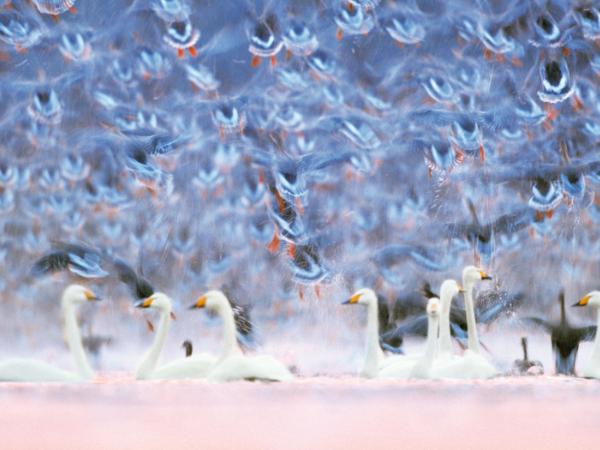 Łabędzie krzykliwe w Parku Narodowym Ujście Warty
