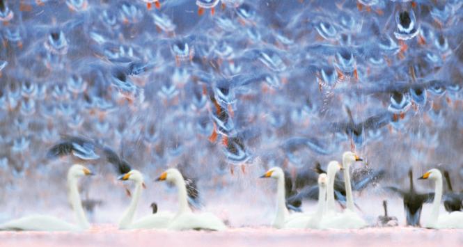 Łabędzie krzykliwe w Parku Narodowym Ujście Warty