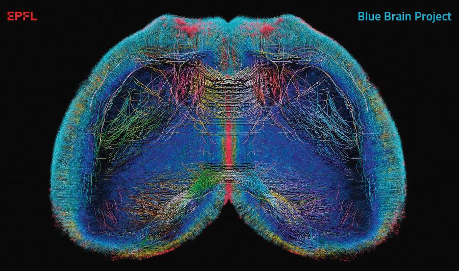 Jedna z plansz mapowania mózgu, którym zajmuje się Blue Brain Project. Neurony są zabarwione według typów morfologicznych.