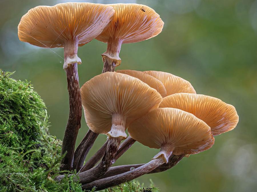 2. miejsce. Tony North. Opieńki pojawiły się na kłodzie.