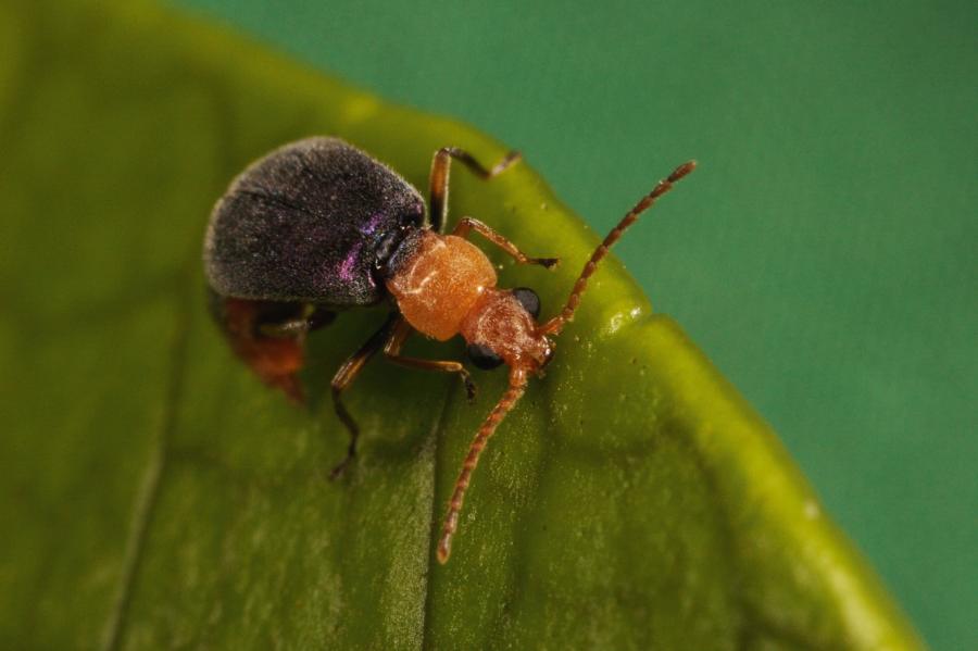 Chrząszcze z rodzaju Choresine prawdopodobnie są pierwotnym źródłem batrachotoksyny w organizmach ptaków.