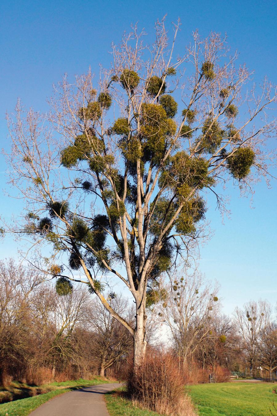 Topola ­silnie ­porażona ­jemio­łą. Częsty widok w naszym krajobrazie.