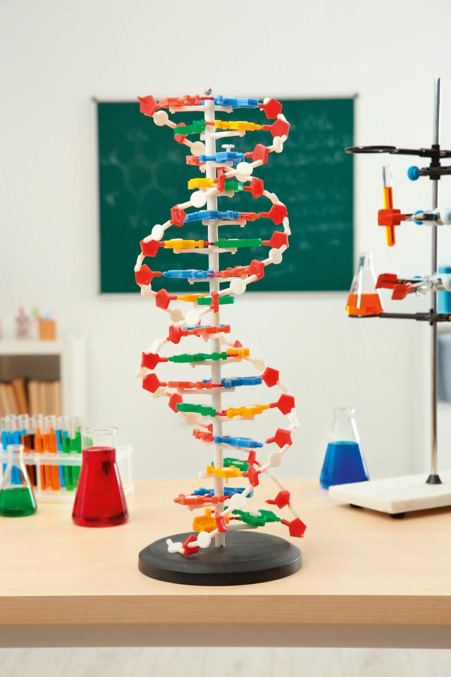 Postępując według podanej w tekście instrukcji, uzyskasz model DNA w kształcie podwójnej helisy.