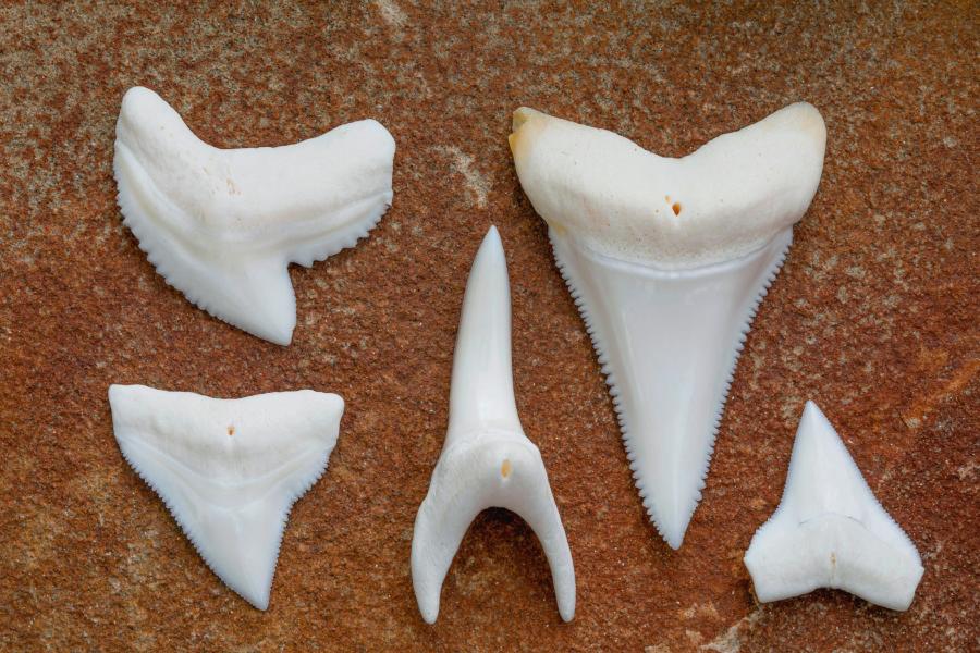 Zęby rekinów (od lewej): żarłacza tygrysiego, białego, tępogłowego, ostronosa atlantyckiego, żarłacza białopłetwego.