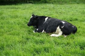 Krowy, na ogół kojarzone z wołowiną i mlekiem, uważane za nie najmądrzejsze, nagle stały się symbolem praw zwierząt.