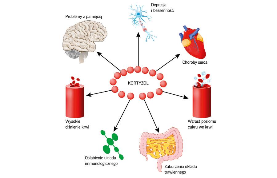 Kortyzol wpływa na wiele tkanek i procesów.