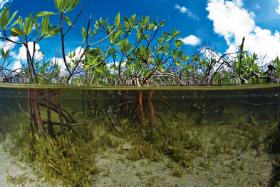 Umieszczenie Leonarda Castro, strażnika parku, wśród autorów artykułu o namorzynach było jednym z pierwszych takich przypadków w piśmie naukowym.