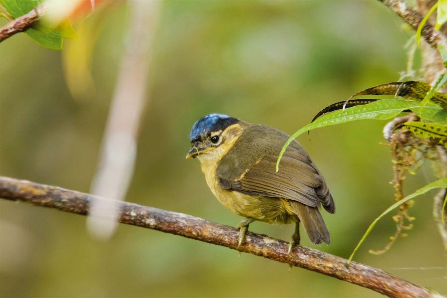 Trująca modro­główka jest zagrożona wyginięciem.