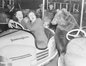 Nikt nie wie ile dzikich zwierząt zamieszkuje miasta. Ta niewiedza działa uspokajająco.