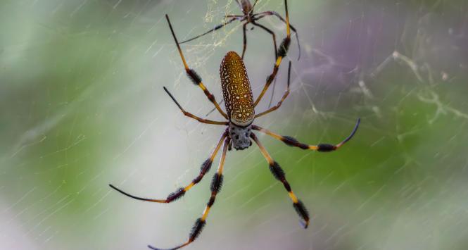 Samiec Nephila clavipes (rodzina prządkowatych) jest wielokrotnie mniejszy od samicy.