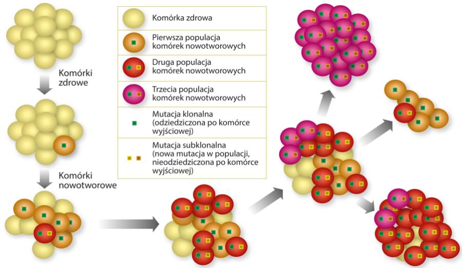 Nowotwór rozwija się na skutek nagromadzonych w komórce mutacji. Mechanizmy naprawcze DNA zawodzą, a błędy w kodzie genetycznym przekazywane są komórkom potomnym w czasie podziału. Ciągłe mutacje prowadzą do powstania coraz to nowych rodzajów (populacji) komórek nowotworowych.