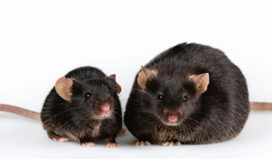 Mysz zdrowa (lewa) i z otyłością wywołaną modyfikacjami genetycznymi (prawa).