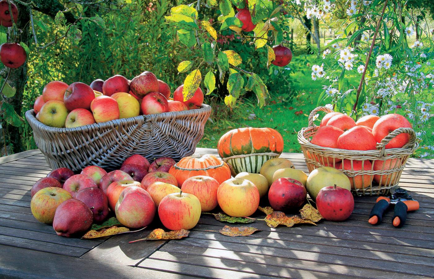 Większość z obecnie uprawianych jabłoni pochodzi od zaledwie dwóch odmian: red delicious i golden delicious.