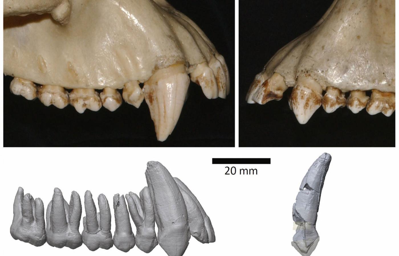 Porównanie górnych kłów szympansa zwyczajnego – samca (górne lewe) i samicy (górne prawe) – z zębami Ardipithecus ramidus – samca (dolne lewe) i samicy (dolne prawe).