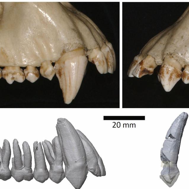 Porównanie górnych kłów szympansa zwyczajnego – samca (górne lewe) i samicy (górne prawe) – z zębami Ardipithecus ramidus – samca (dolne lewe) i samicy (dolne prawe).