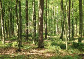 Trzeba nam więcej naturalnych lasów, najlepiej gdyby mogły regenerować się same, bez konieczności dosadzania drzew.