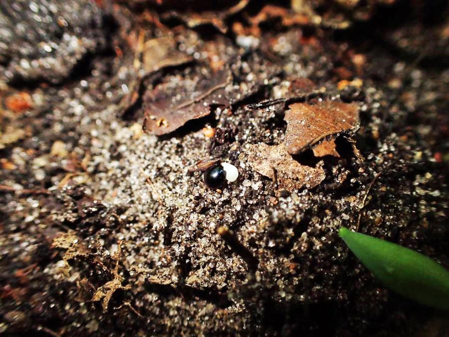 Elajsom (ciałko tłuszczowe) – biały pakiecik przymocowany do czarnego nasiona kokoryczy pustej, zachęcający mrówki do zbierania jej nasion.