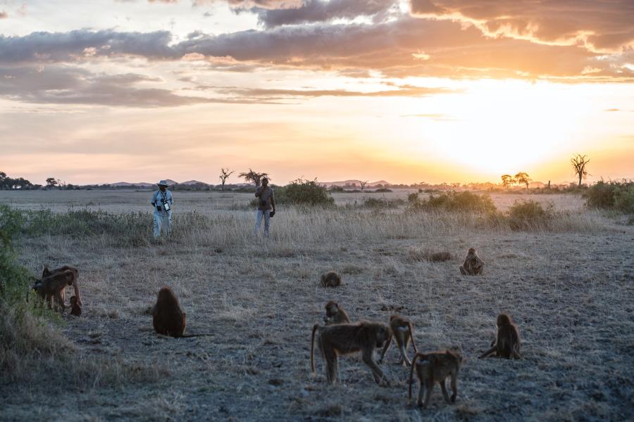 W terenie: Mututua i Siodi obserwują grupę Acacii pawianów masajskich o zmroku na początku listopada.