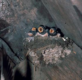 Jaskółka dymówka wraz z oknówką to wzorcowi murarze.