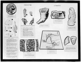 Pasożyty były niegdyś tak powszechne i wszechobecne, że w wielu kulturach to robak stanowił synonim choroby