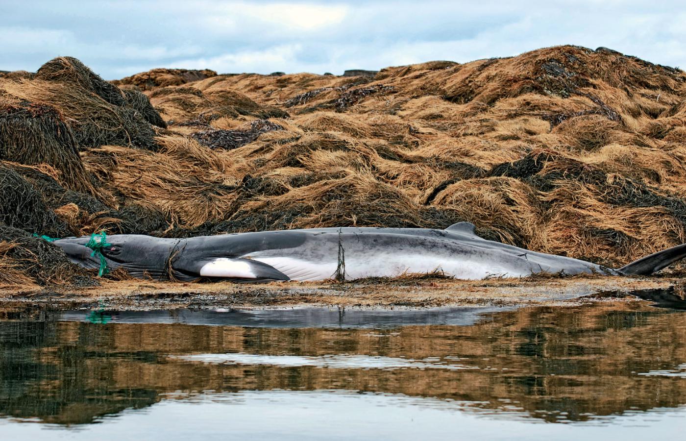 Wieloryb wplątany w sieć rybacką, wyrzucony na brzeg w okolicach Maine.