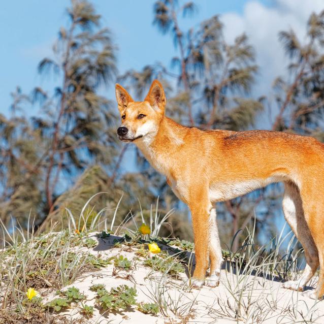 W przeciwieństwie do psów domowych dingo nie potrafią szczekać. Słyną z zamiłowania do polowań na owce, przez co stały się zmorą hodowców.
