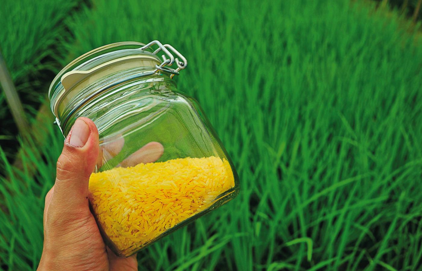 Złoty ryż może znacznie zmniejszyć deficyt witaminy A tam, gdzie ryż jest podstawą żywienia.