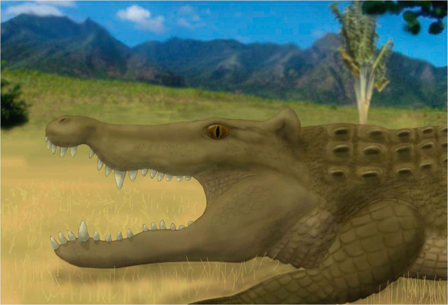 Voay ­robustus – krokodyl z Madagaskaru; wymarł ok. 2 tys. lat temu.