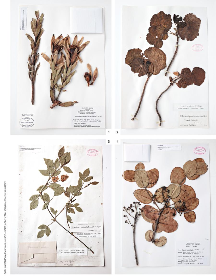 Zrekonstruowane GENY: Badacze znaleźli pofragmentowany DNA w okazach wymarłych roślin ze zbiorów Harvard University Herbaria. Wykorzystując je, zrekonstruowali geny odpowiedzialne za zapach kwiatów. W przypadku trzech roślin – Leucadendron grandiflorum Salisb. (1), górskiego hibiskusa (Hibiscadelphus wilderianus Rock) (2) i Orbexilum stipulatum [Torr. & A. Gray] Rydb. (3) – udało się dzięki nim uzyskać substancje zapachowe. W przypadku mirtu Myrcia skeldingii Proctor (4) niestety to się nie powiodło.